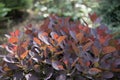 Close-up of orange and red leaves and red fruits of low-growing, deciduous shrub Royalty Free Stock Photo