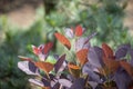 Close-up of orange and red leaves and red fruits of low-growing, deciduous shrub Royalty Free Stock Photo