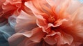 Close-up on orange red, petals of a flower. Flowering flowers, a symbol of spring, new life Royalty Free Stock Photo