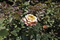 Close up of a single Dream Come True rose bloom and bud