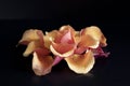 Close up of an orange red rose showing flower layers ,dark background. Royalty Free Stock Photo