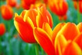 Close up of Orange-red tulips in the spring garden with soft blurry background