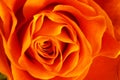 Close up of orange rose