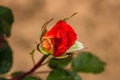 CLose up of orange rose bud isolated in garden Royalty Free Stock Photo