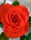 Close up of Orange Rose Flower Royalty Free Stock Photo