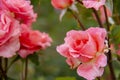 Close-up of orange rose