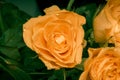 Close up of orange rose petals. macro shot Royalty Free Stock Photo