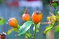 close up of orange rosehips in autumn Royalty Free Stock Photo