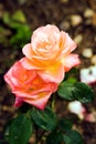 Close-up of orange roses Royalty Free Stock Photo