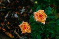 Close-up of orange roses with rain drops on background of blurred dark green leaves Royalty Free Stock Photo