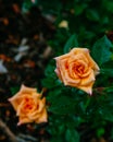 Close-up of orange roses with rain drops on background of blurred dark green leaves Royalty Free Stock Photo