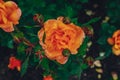 Close-up of orange roses with rain drops on background of blurred dark green leaves Royalty Free Stock Photo