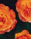 Close-up of orange roses with rain drops on blurred dark brackground Royalty Free Stock Photo