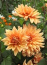 Close-up of orange semi-cactus dahlia flowers Royalty Free Stock Photo