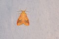 Snout moth Royalty Free Stock Photo