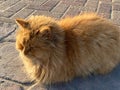 Close-up of an orange stray cat dozing in the sunshine