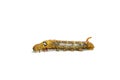Close-up orange striped caterpillars isolated Royalty Free Stock Photo