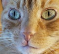 Close up of orange tabby cat face Royalty Free Stock Photo