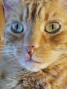 Close up of orange tabby cat head Royalty Free Stock Photo
