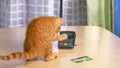 CLOSE UP: Orange tabby kitten plays with credit cards and payment terminal.