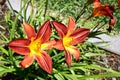 Close-up of orange tiger lily flowers and green leaves in a garden Royalty Free Stock Photo