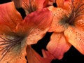 Close-up of orange tiger lily flowers Royalty Free Stock Photo