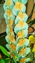 Close up of the orange torquoise Phalaenopsis Orchid Flowers blooming in the garden Royalty Free Stock Photo