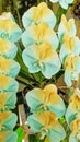 Close up of the orange torquoise Phalaenopsis Orchid Flowers blooming in the garden Royalty Free Stock Photo