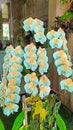 Close up of the orange torquoise Phalaenopsis Orchid Flowers blooming in the garden Royalty Free Stock Photo