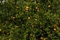 Close up of orange tree background Royalty Free Stock Photo