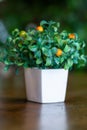 A close-up orange tree in a beautiful white ceramic pot for tabletop decoration design, fake orange tree, easy-care decorative