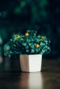 A close-up orange tree in a beautiful white ceramic pot for tabletop decoration design, fake orange tree, easy-care decorative