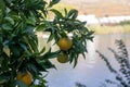 Close-up of orange tree Citrus sinensis fruits Royalty Free Stock Photo