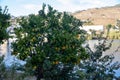 Close-up of orange tree Citrus sinensis fruits Royalty Free Stock Photo