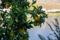 Close-up of orange tree Citrus sinensis fruits Royalty Free Stock Photo
