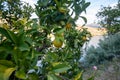 Close-up of orange tree Citrus sinensis fruits Royalty Free Stock Photo