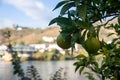 Close-up of orange tree Citrus sinensis fruits Royalty Free Stock Photo