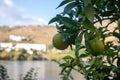 Close-up of orange tree Citrus sinensis fruits Royalty Free Stock Photo