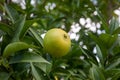 Close-up of orange tree Citrus sinensis fruits Royalty Free Stock Photo