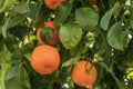 Close-up of an orange tree