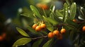 Close-up of an orange tree with several oranges hanging from its branches. These oranges are green, indicating that Royalty Free Stock Photo