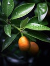 Close-up of an orange tree with several oranges hanging from its branches. These oranges are green, indicating that Royalty Free Stock Photo