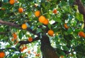 Close-up of orange tree in Seville bearing ripe fruit shot from below