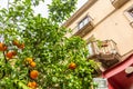 Close up of an orange tree in Sorrento