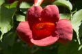 close-up: orange trumpet creeper flower front view Royalty Free Stock Photo