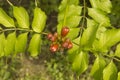 close-up: orange trumpet creeper flowers Royalty Free Stock Photo