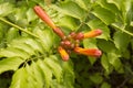 close-up: orange trumpet creeper flowers Royalty Free Stock Photo