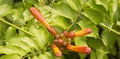 close-up: orange trumpet creeper flowers Royalty Free Stock Photo