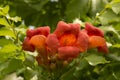 close-up: orange trumpet creeper flowers Royalty Free Stock Photo