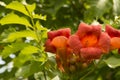 close-up: orange trumpet creeper flowers Royalty Free Stock Photo